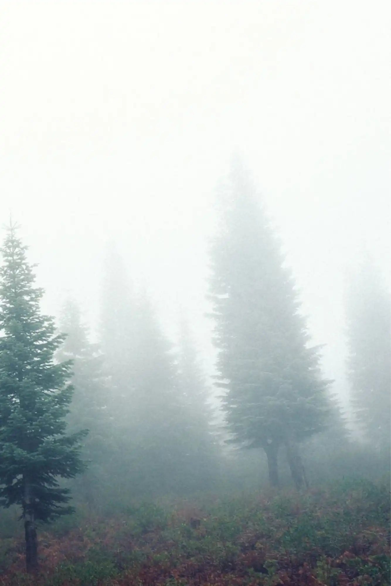 Misty evergreen forest.