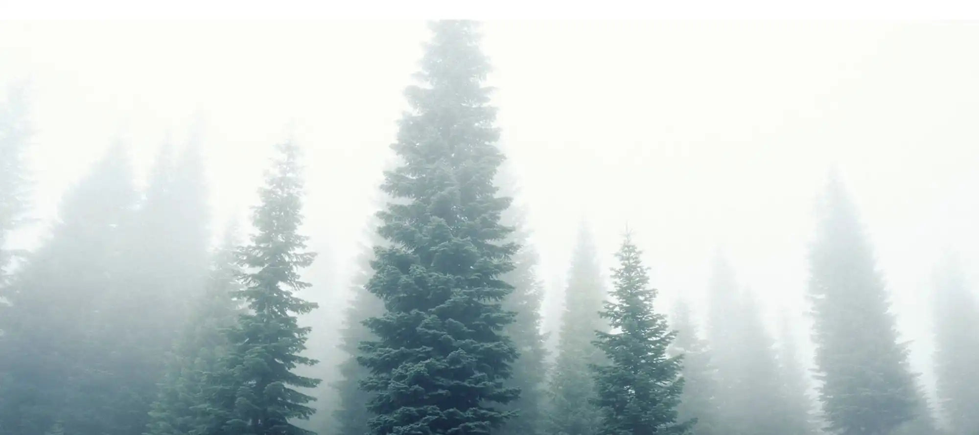 Misty evergreen forest.